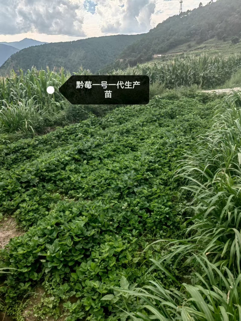 黔莓一号第一代草莓苗高产无病毒欢迎咨询探讨