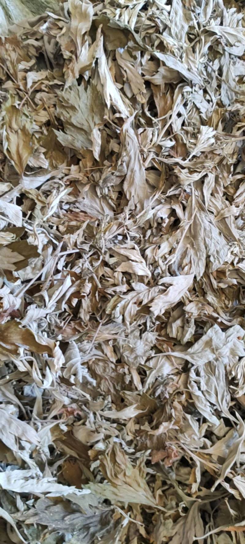 湖北艾叶南阳艾叶艾叶干货大艾叶陈艾端午艾艾灸艾绒艾草蕲艾