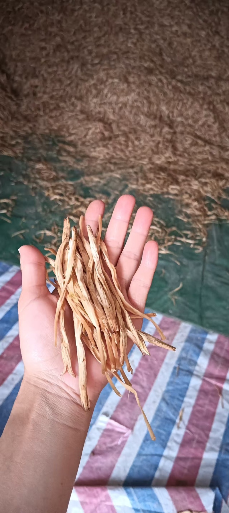 黄花菜干黄花自产自销