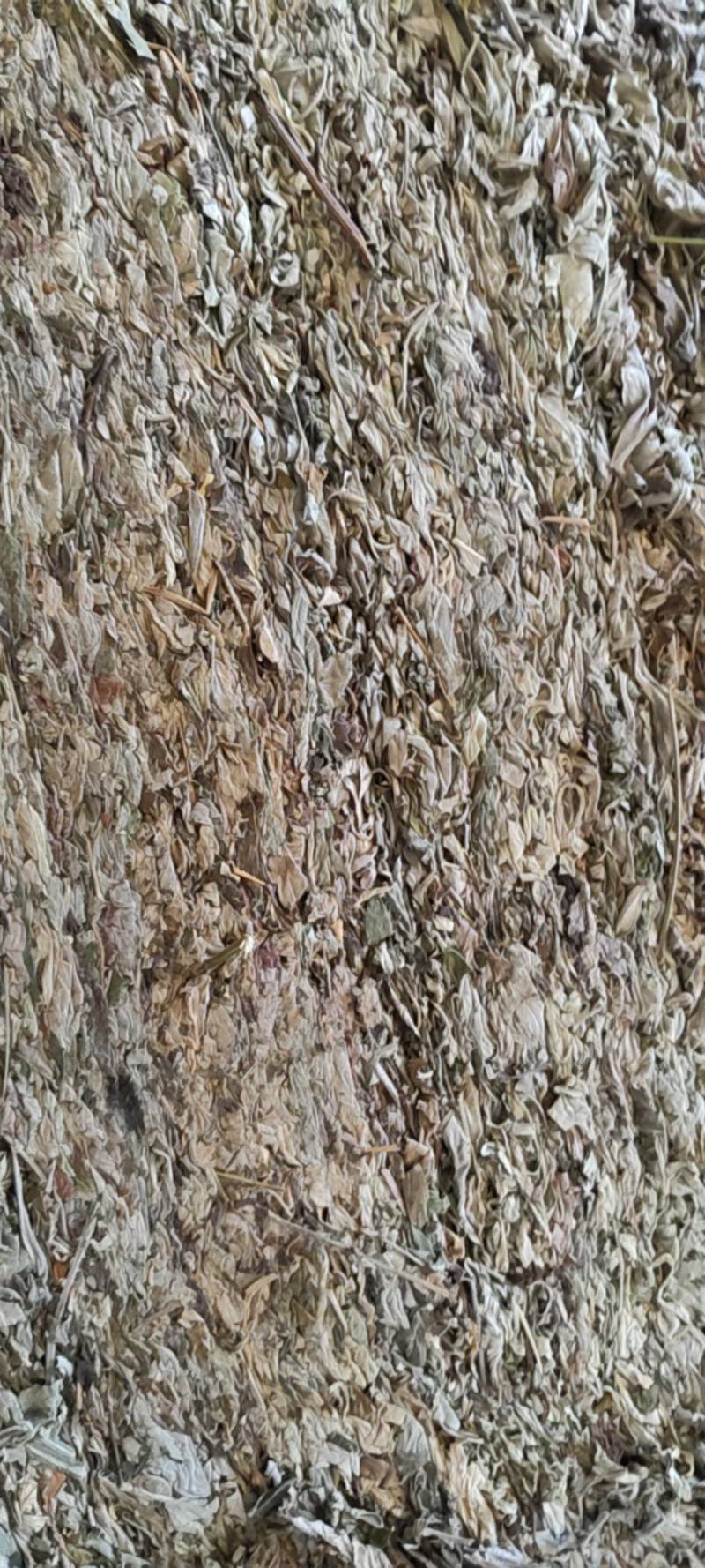 湖北艾叶南阳艾叶艾叶干货大艾叶陈艾端午艾艾灸艾绒艾草蕲艾