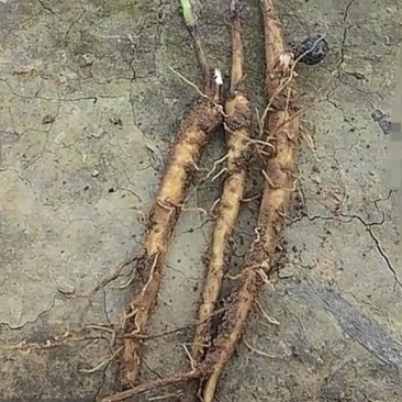 自家培育精品牡丹苗，大量供应