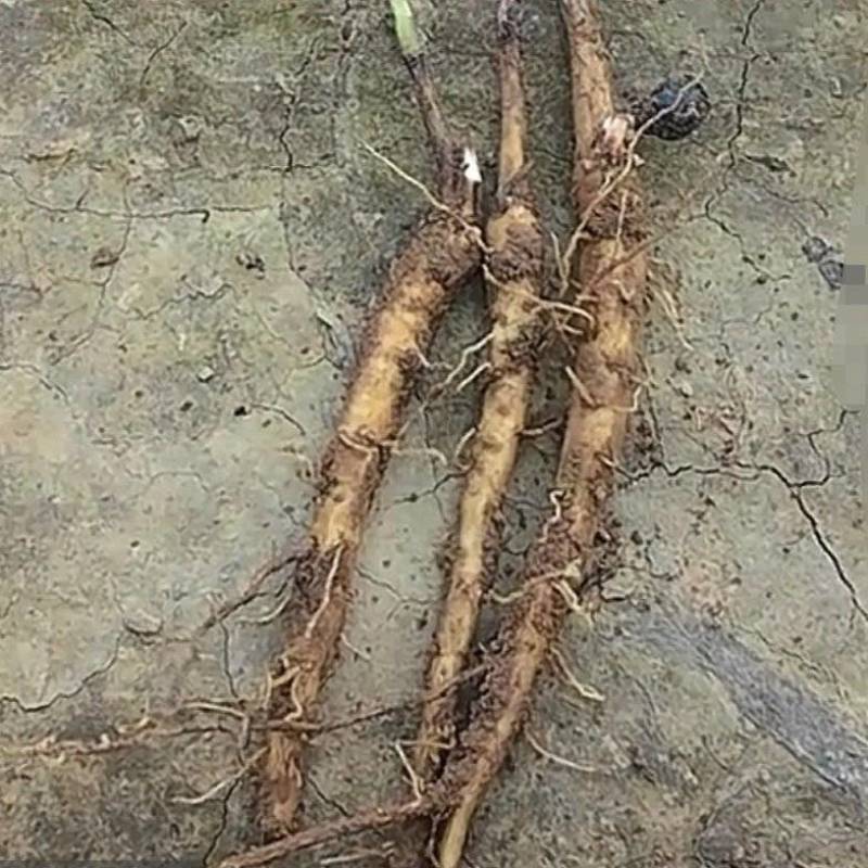 自家培育精品牡丹苗，大量供应