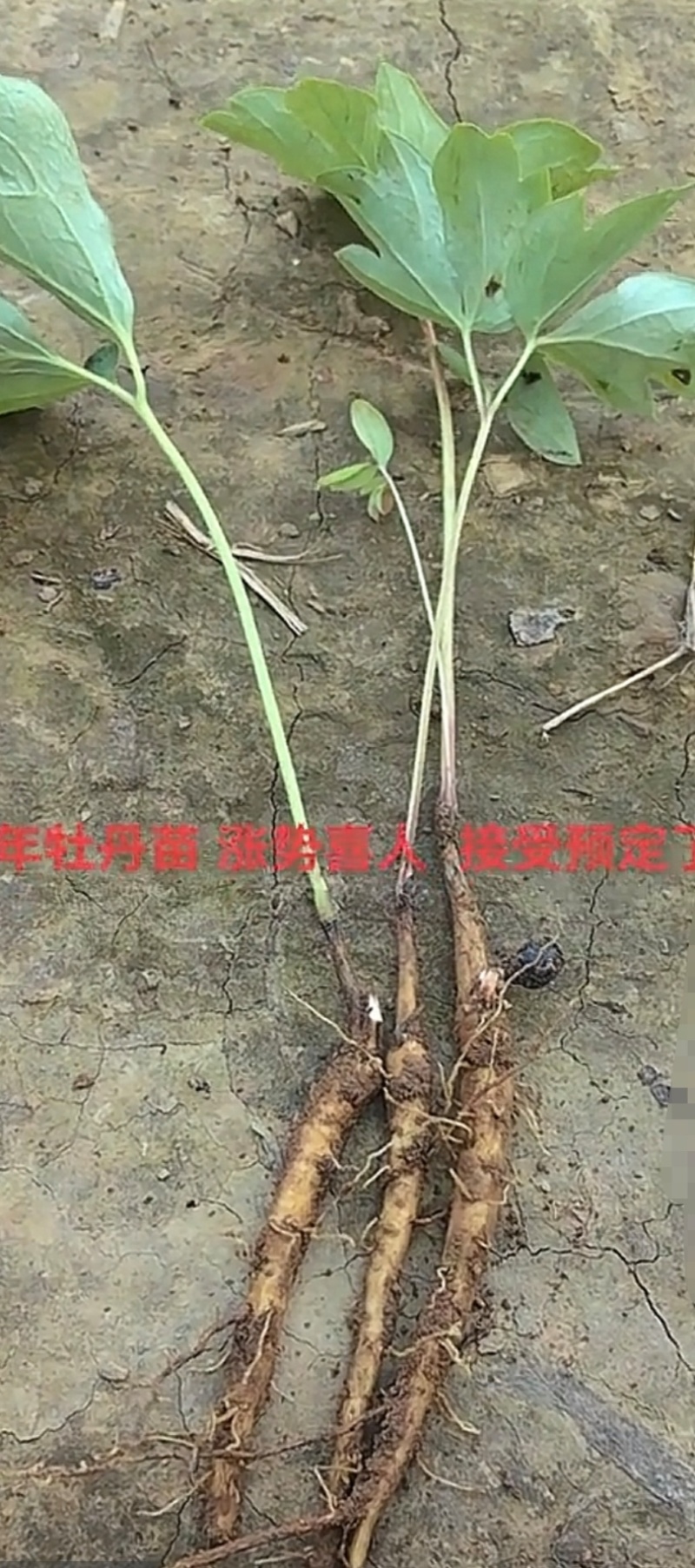自家培育精品牡丹苗，大量供应