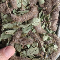 狸尾草（中草药），货颜色青绿，欢迎老板来电洽谈
