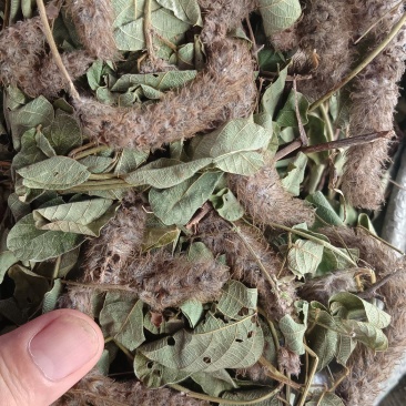 狸尾草（中草药），货颜色青绿，欢迎老板来电洽谈