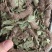 狸尾草（中草药），货颜色青绿，欢迎老板来电洽谈