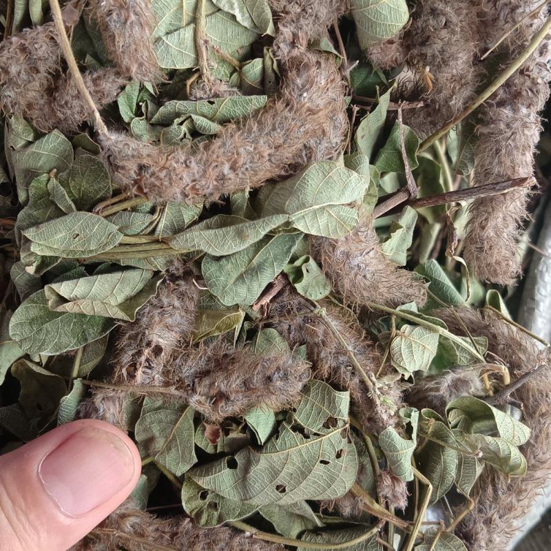 狸尾草（中草药），货颜色青绿，欢迎老板来电洽谈