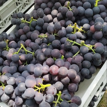 河北邢台威县巨峰葡萄🍇大量上市，口感好，需要的老板联系