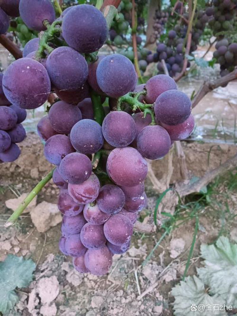 河北邢台威县巨峰葡萄🍇大量上市，口感好，需要的老板联系