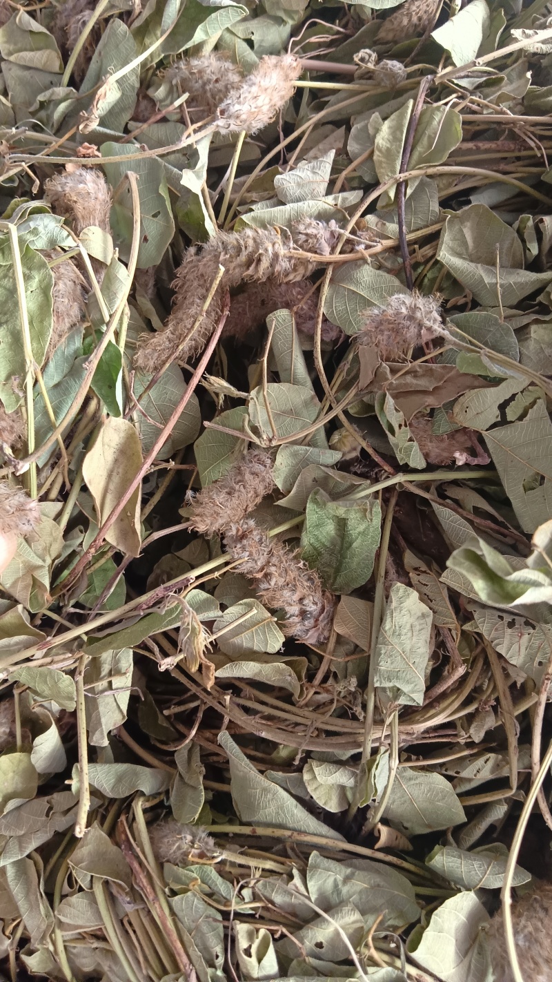 狸尾草（中草药），货颜色青绿，欢迎老板来电洽谈