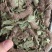 狸尾草（中草药），货颜色青绿，欢迎老板来电洽谈