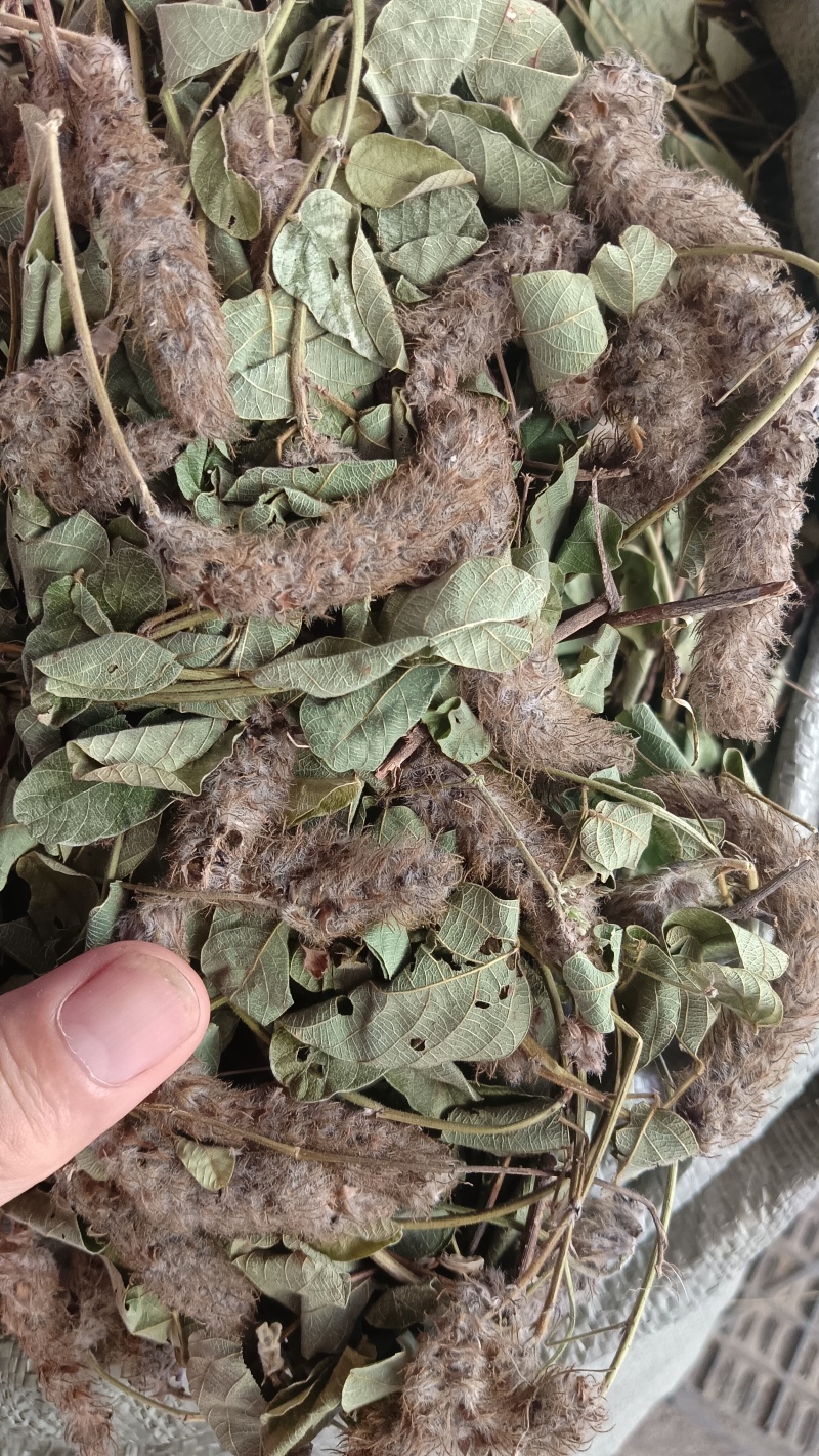 狸尾草（中草药），货颜色青绿，欢迎老板来电洽谈