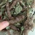 狸尾草（中草药），货颜色青绿，欢迎老板来电洽谈