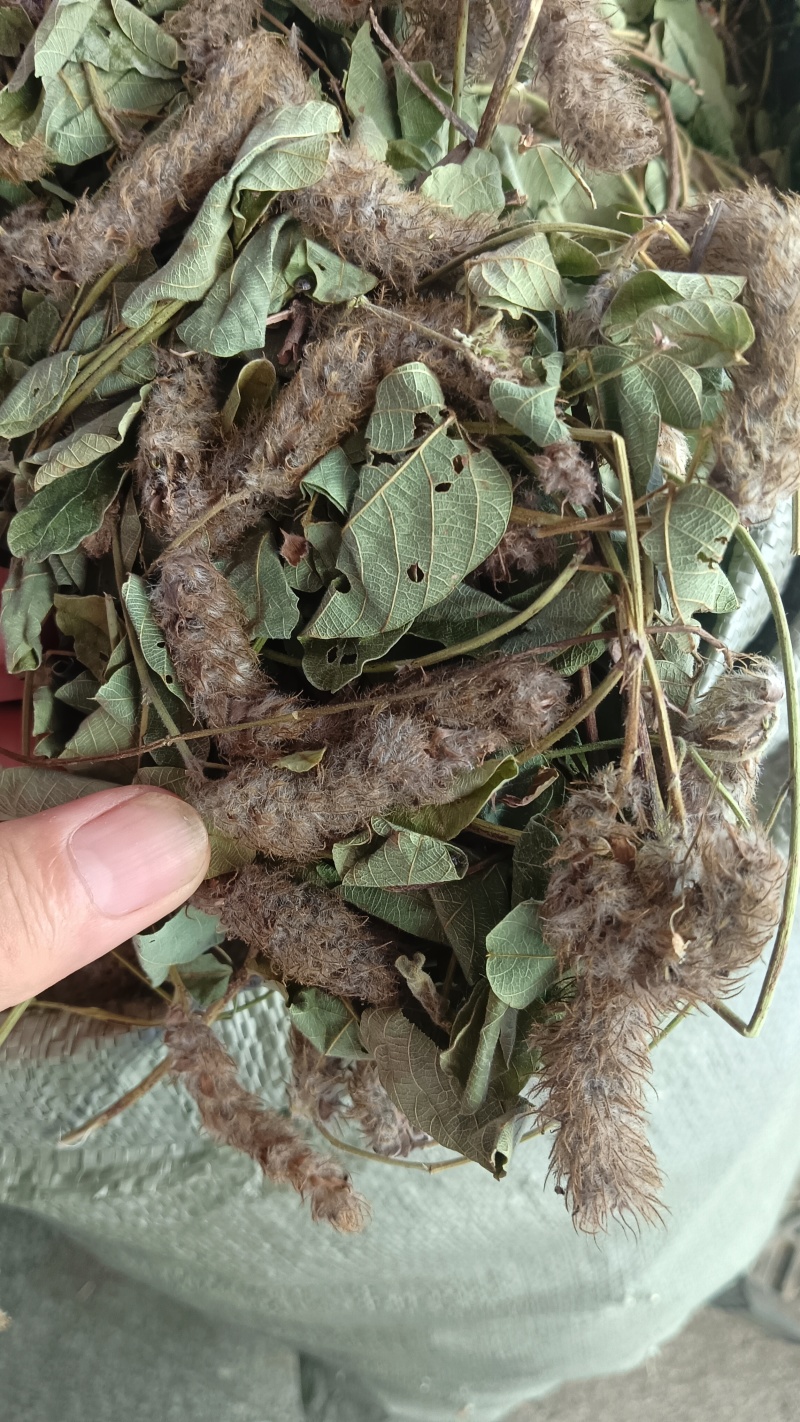 狸尾草（中草药），货颜色青绿，欢迎老板来电洽谈