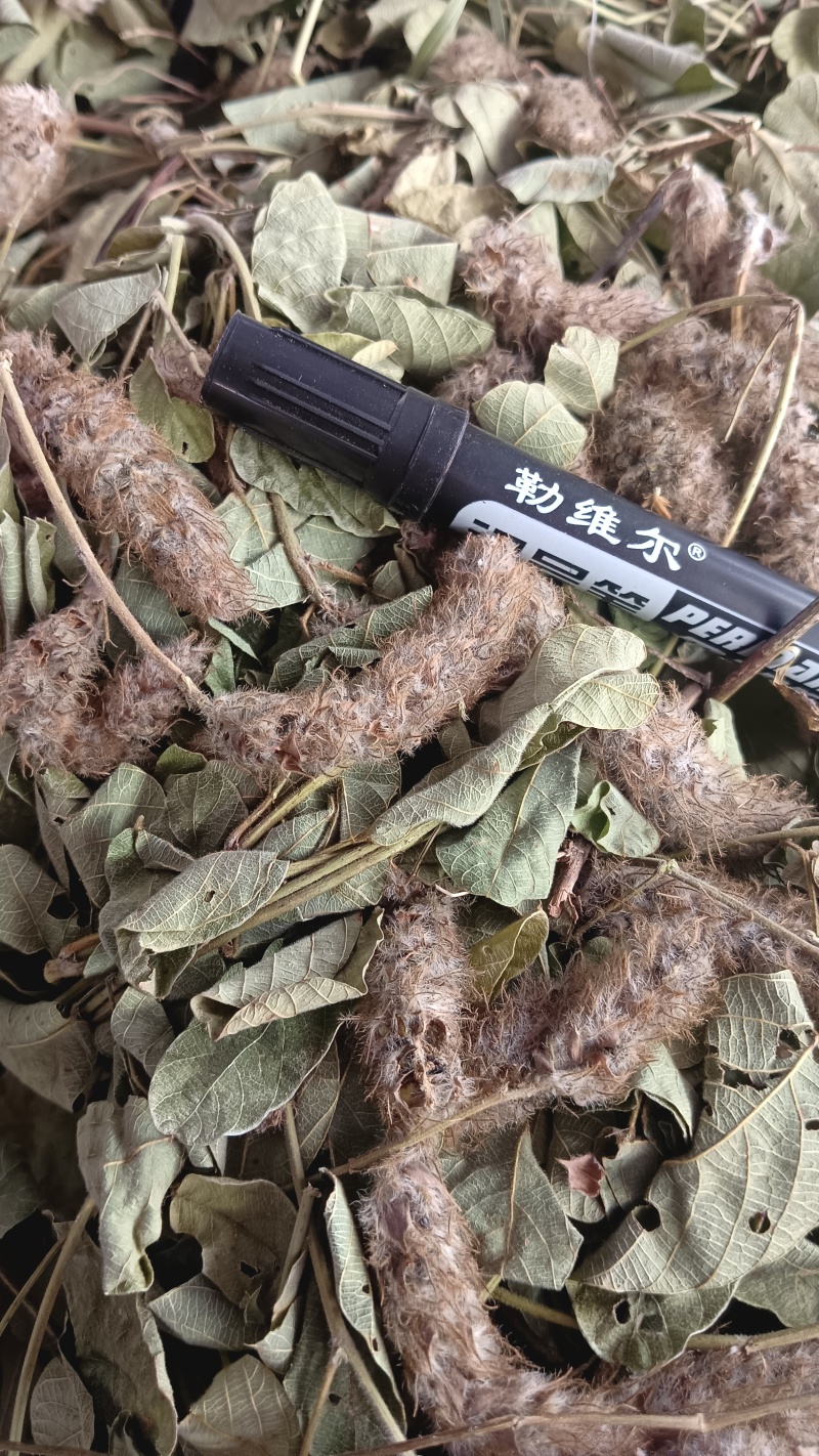 狸尾草（中草药），货颜色青绿，欢迎老板来电洽谈