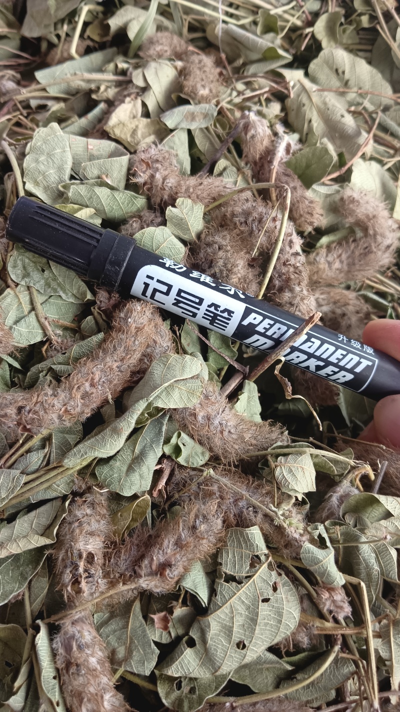 狸尾草（中草药），货颜色青绿，欢迎老板来电洽谈