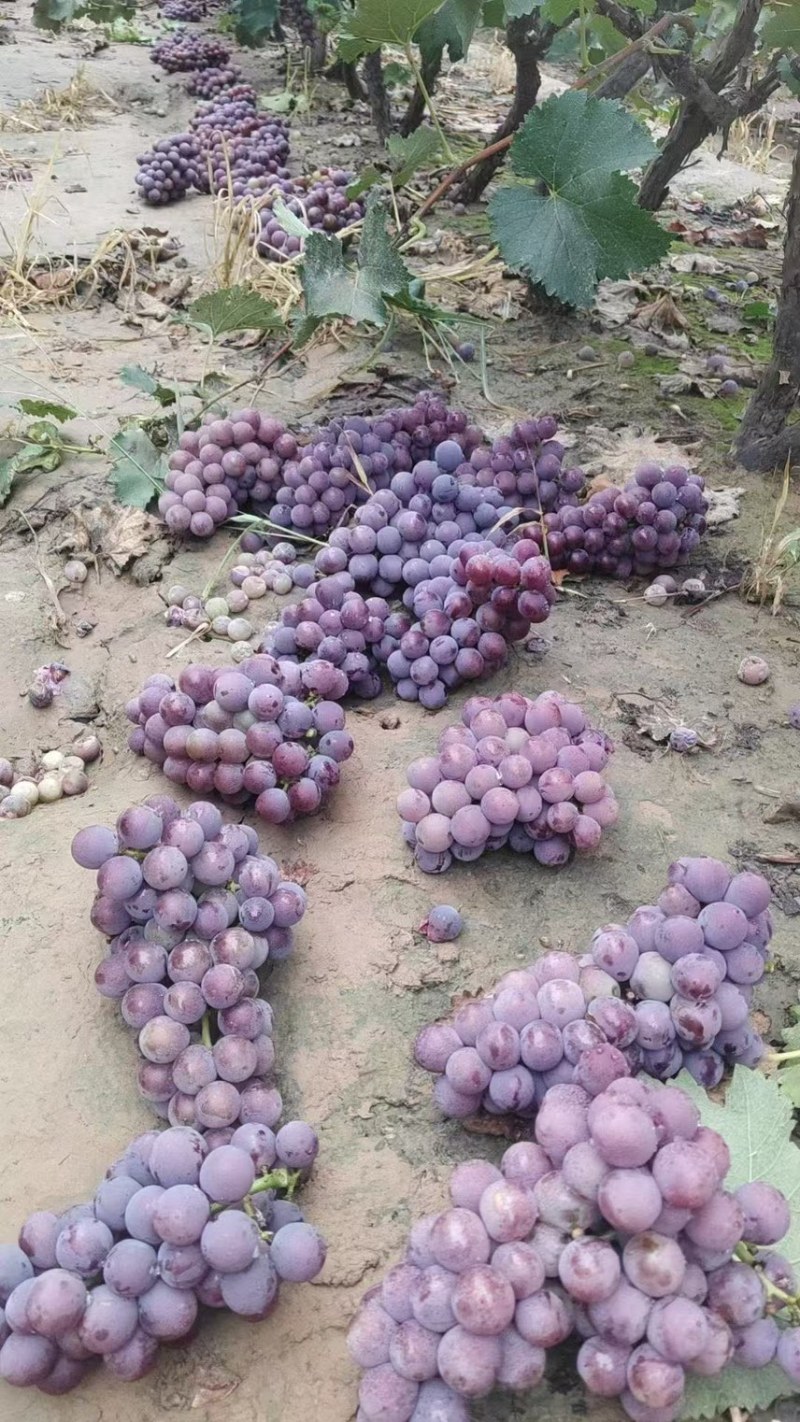 邢台威县巨峰葡萄🍇大量上市，口感好价低，