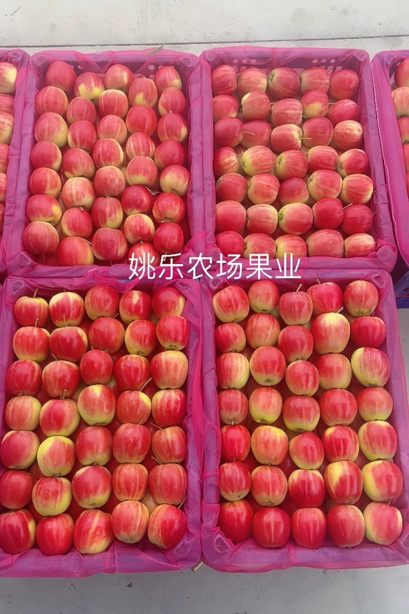 辽宁西丰123小苹果颜色红口感脆甜多汁产地直发