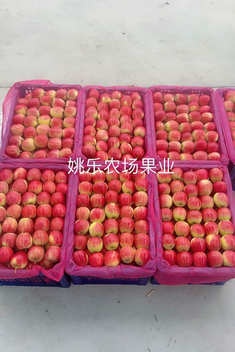辽宁西丰123小苹果颜色红口感脆甜多汁产地直发