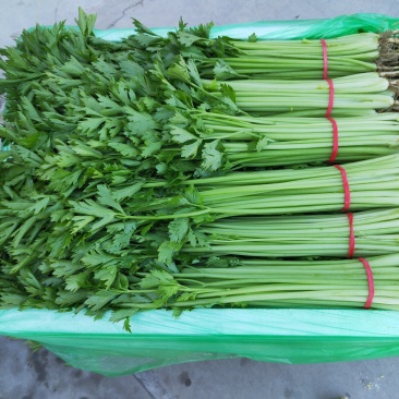 宁夏银川精品小香芹