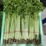 宁夏银川精品小香芹