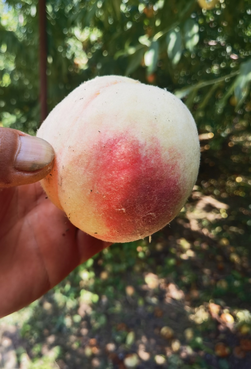 永莲蜜桃