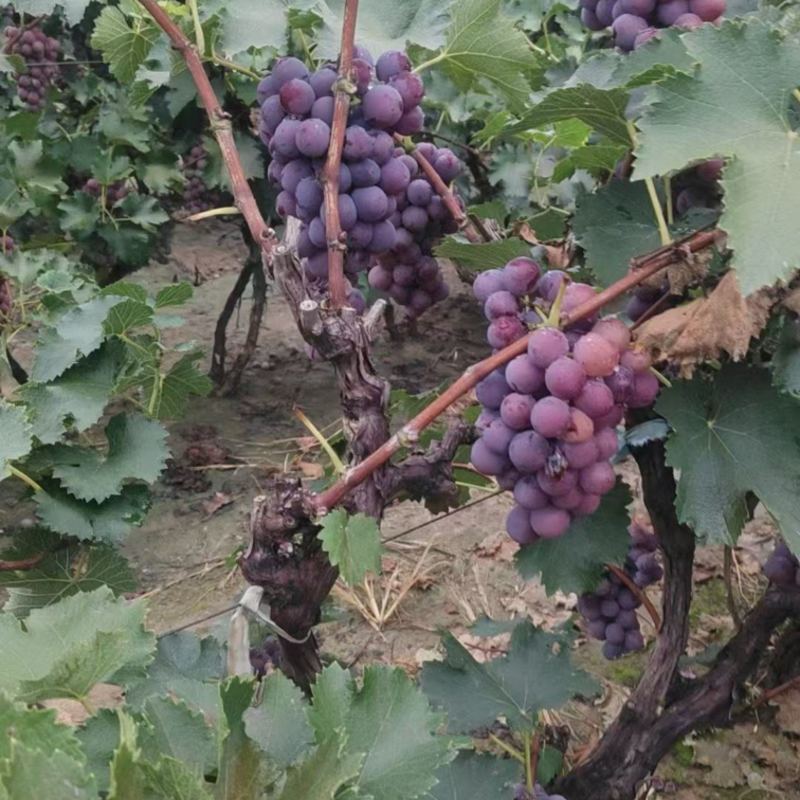 邢台威县万亩巨峰葡萄🍇大量上市，口感好，需要的老板联系
