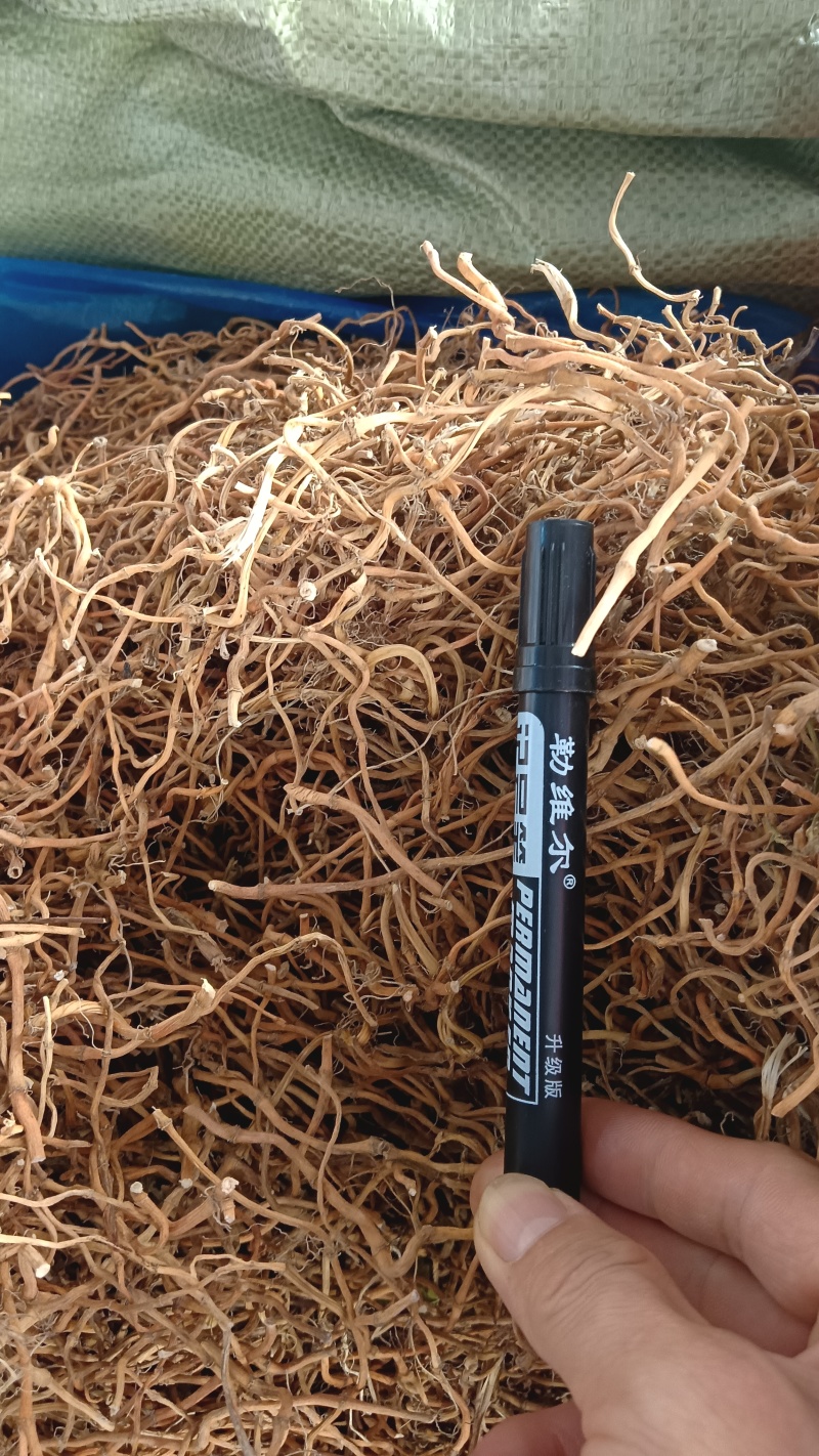 鱼腥草根（中草药）品质优良，质量保证，欢迎老板咨询