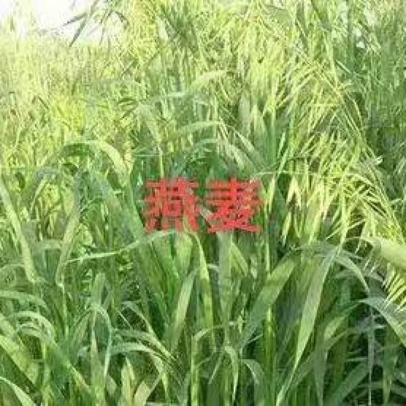 批发燕麦草种子大叶燕麦籽种批发四季养殖牛羊鱼食用牧草