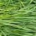 批发燕麦草种子大叶燕麦籽种批发四季养殖牛羊鱼食用牧草
