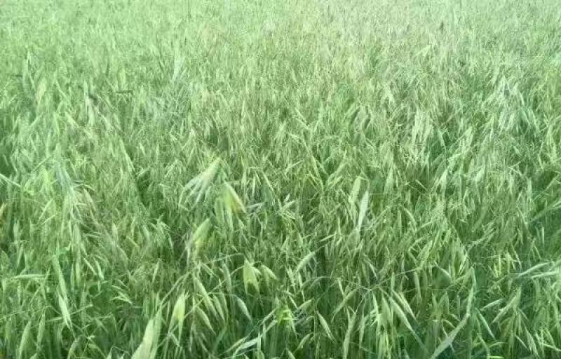 批发燕麦草种子大叶燕麦籽种批发四季养殖牛羊鱼食用牧草
