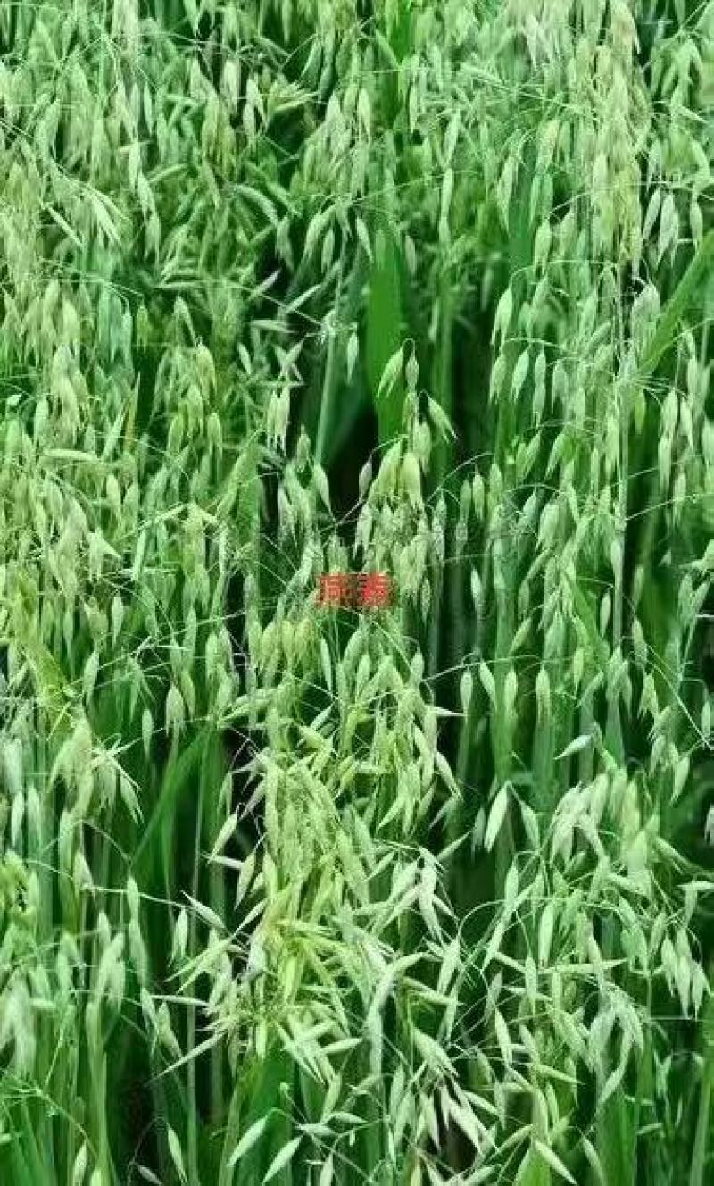 批发燕麦草种子大叶燕麦籽种批发四季养殖牛羊鱼食用牧草