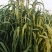 批发燕麦草种子大叶燕麦籽种批发四季养殖牛羊鱼食用牧草
