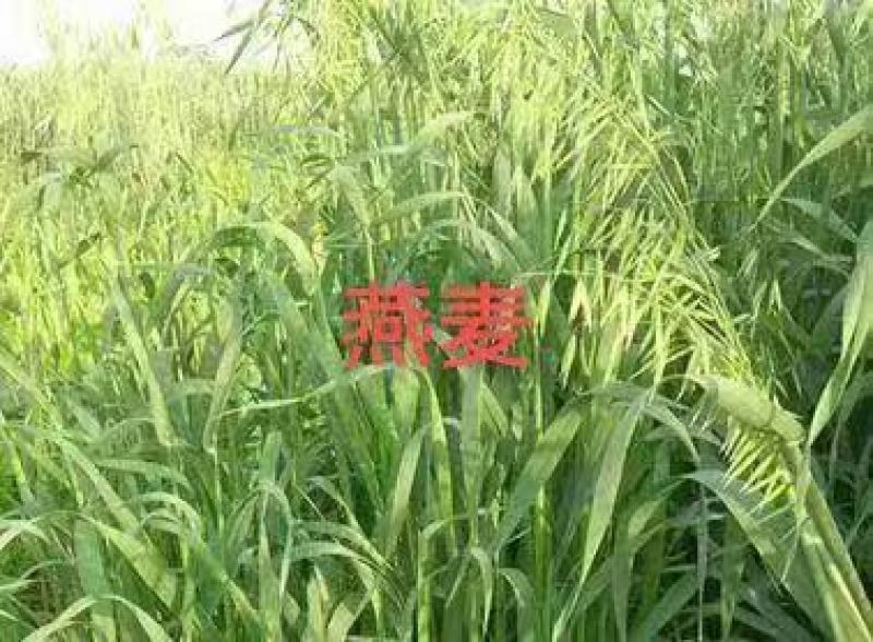 批发燕麦草种子大叶燕麦籽种批发四季养殖牛羊鱼食用牧草