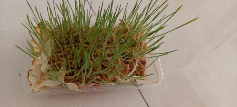 批发燕麦草种子大叶燕麦籽种批发四季养殖牛羊鱼食用牧草