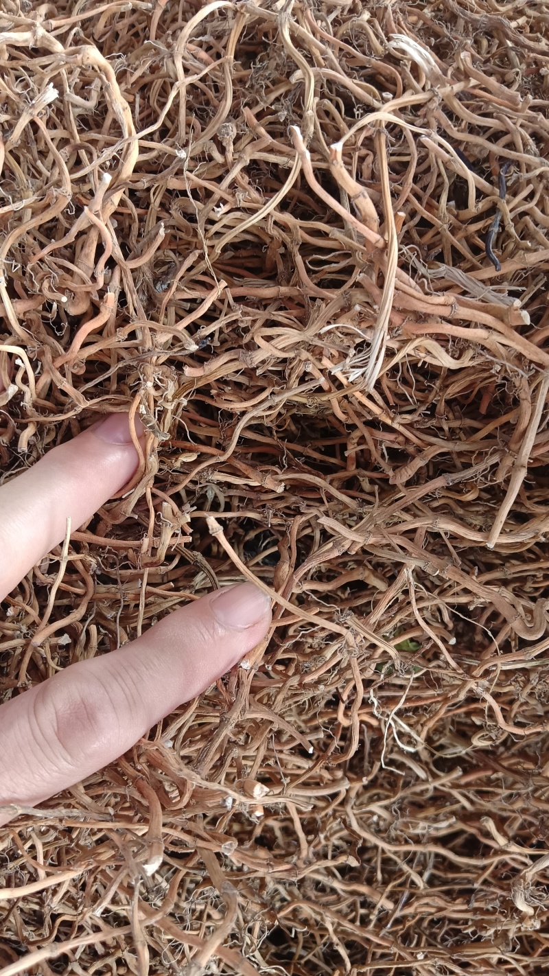 鱼腥草根（中草药）品质优良，质量保证，欢迎老板咨询