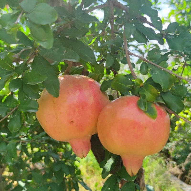 山东省枣庄市峄城区榴园镇王府山村，东方富硒石榴
