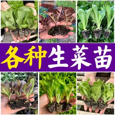 生菜苗大速生菜苗结球奶油意大利紫直立绿直立生菜苗孔雀菜苗