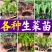 生菜苗大速生菜苗结球奶油意大利紫直立绿直立生菜苗孔雀菜苗