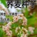 苦荞麦甜荞麦厂家一手货源