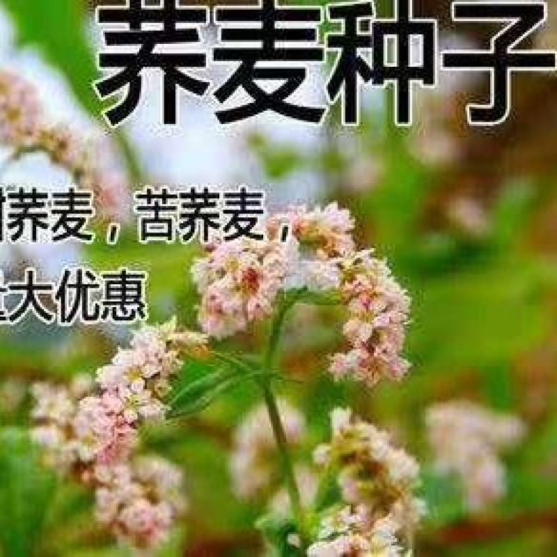 苦荞麦甜荞麦厂家一手货源