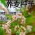 苦荞麦甜荞麦厂家一手货源