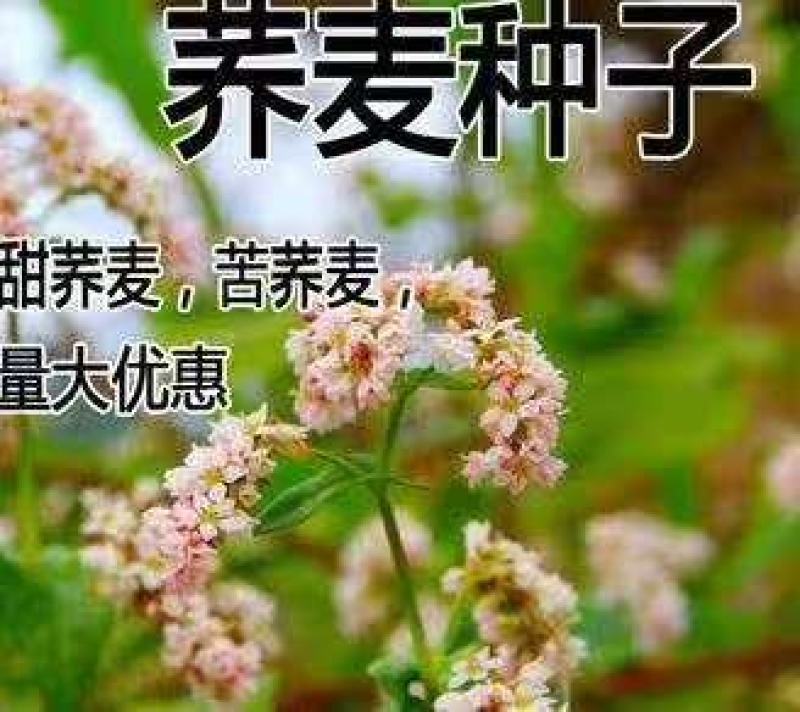 苦荞麦甜荞麦厂家一手货源