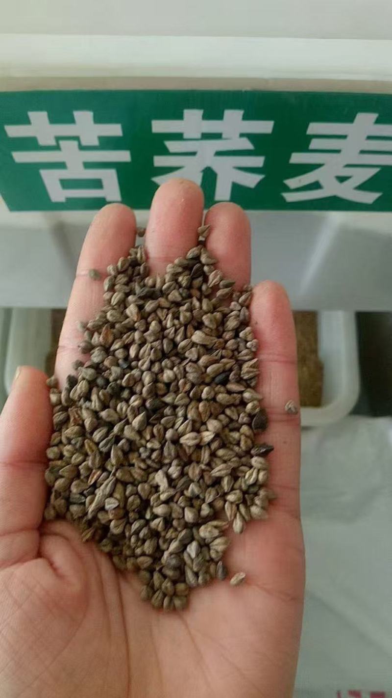 苦荞麦甜荞麦厂家一手货源