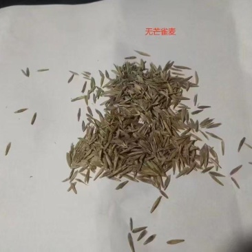 无芒雀麦牧草放牧优质草种护坡厂家一手货源