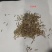 无芒雀麦牧草放牧优质草种护坡厂家一手货源