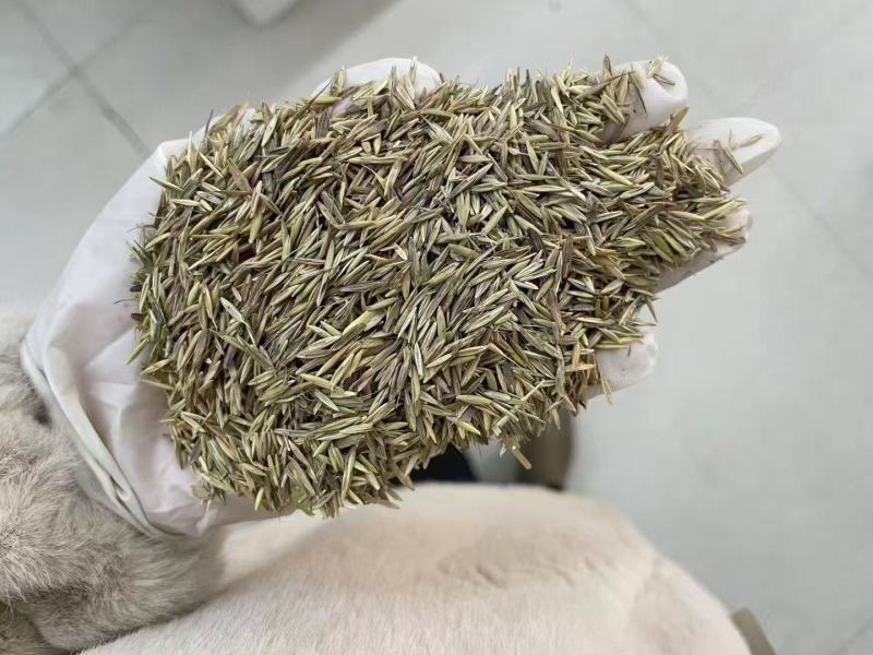 无芒雀麦牧草放牧优质草种护坡厂家一手货源
