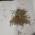 无芒雀麦牧草放牧优质草种护坡厂家一手货源