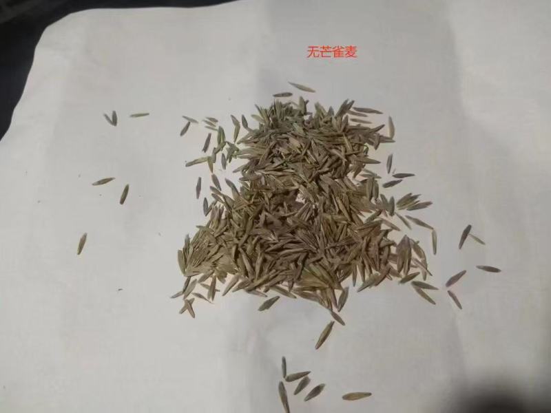 无芒雀麦牧草放牧优质草种护坡厂家一手货源