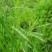 无芒雀麦牧草放牧优质草种护坡厂家一手货源